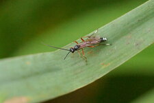 Thrybius praedator mâle