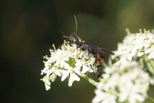 Ichneumon sp.