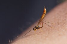 Ichneumon sp.