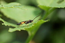 Ichneumon stramentor - sous réserve