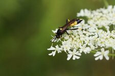 Ichneumon stramentor
