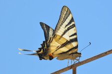 Papillon