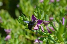 Bourdon noir