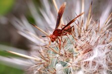 Polistes canadensis