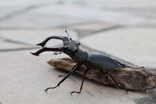 Lucane cerf-volant, lucanus cervus