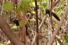 Cyanocorax cyanopogon