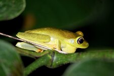 Boana albomarginata