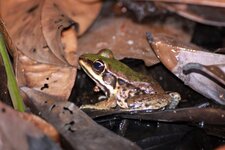 Lithobates palmipes