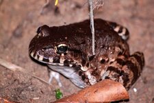 Leptodactylus vastus