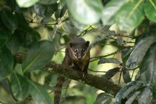 Petit coati