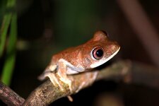 Petite grenouille arboricole