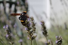 Scolie des jardins, Scolie maculata maculata ?