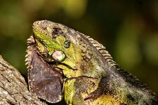 Iguana iguana