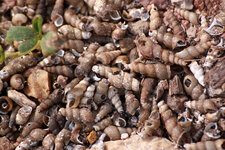 Mollusques d