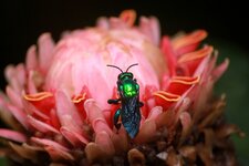 Abeille solitaire