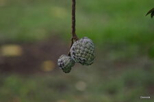Pomme cannelle