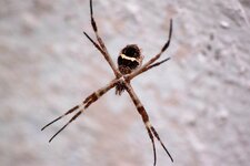 Araignée Argiope