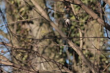 Mésange à longue queue, Aegithalos caudatus europaeus