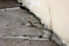 Lézard
