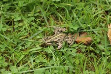 Grenouille verte