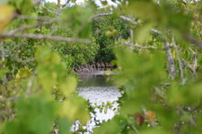Mangrove