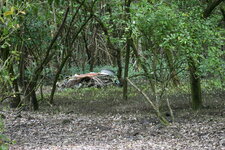 Mangrove
