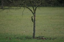 Pic vert , Picus viridis 