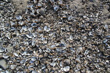 Mollusques bivalves de rivière