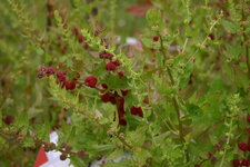 Epinard fraise