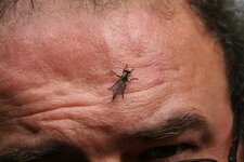 Insecte volant sur Toto fievrus