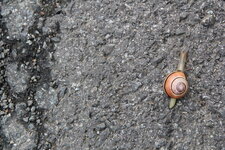 Escargot du Périgord