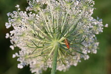 Ombelle de carotte sauvage