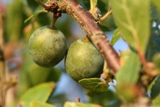 Prunelles vertes