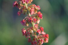 Fleurs de Rumex