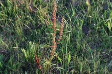 Tige de Rumex