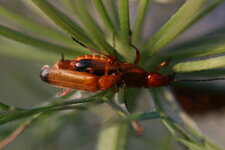 Insectes sur ombelle de carotte sauvage