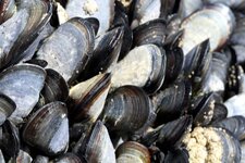 Moules sauvages