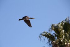 Cormoran