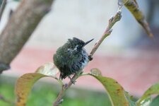 Petit colibri
