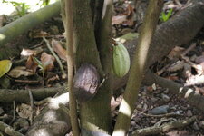 Fèves de cacao