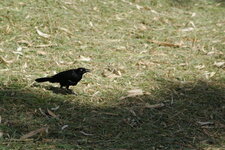  Quiscale merle, Quiscalus lugubris