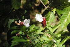 Cheilocostus speciosus