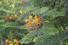 Petit Flamboyant, Caesalpinia pulcherrima