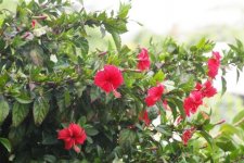 Hibiscus Rose de Chine, Hibiscus rosa-sinensis (?)