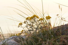 Immortelle