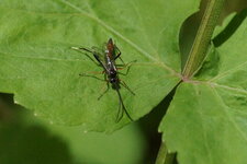 Ischneumon sp.