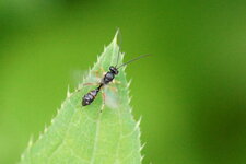 Ischneumon sp.