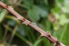 Ishnura elegans