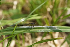 Ishnura elegans femelle