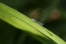 Agrion élégant